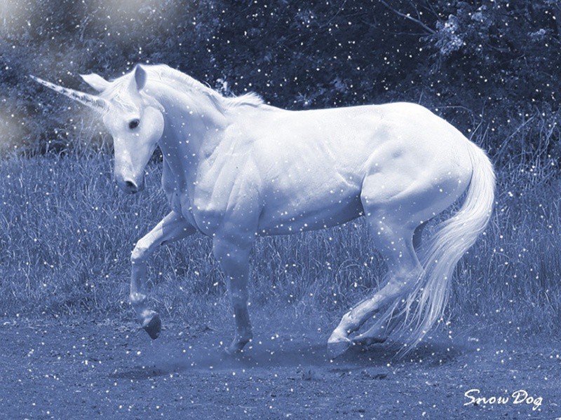 snow_unicorn-1-.jpg